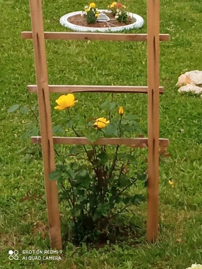 Yellow Rose *